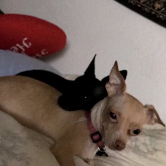 Meet your Posher, Ramona - Picture 5 of 8